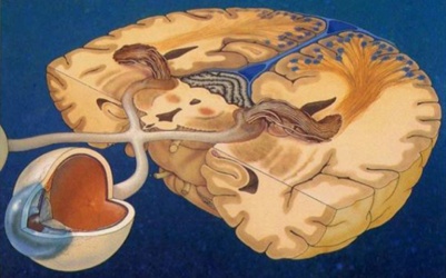 1985 image of brain