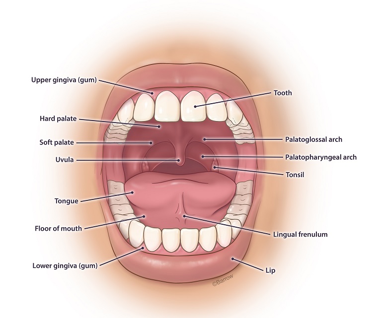 illustration of the oral cavity forward facing
