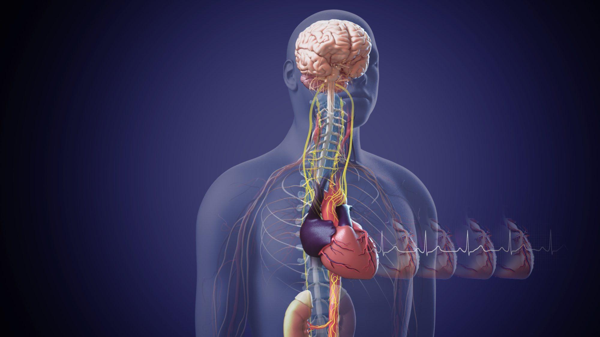 brain and heart symposium illustration