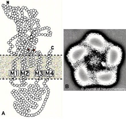 Figure 1. (A) Proposed subunit topology and (B) pentameric structure of a GABA-gated ion channel