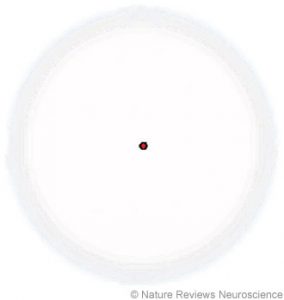 Figure 1. Demonstration of peripheral visual fading