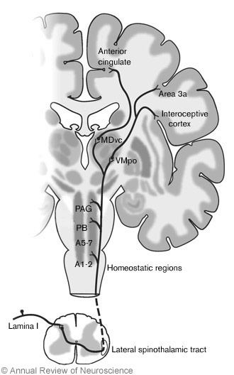 Figure 1. Emerging concept of ascending pathways from the spinal cord