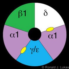 Figure 1. Schematic drawing
