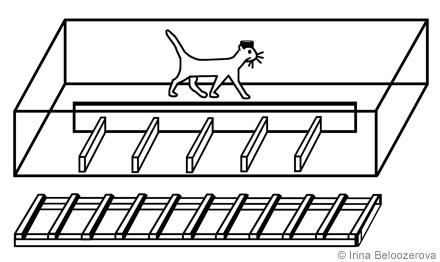 Figure 1. The experimental box was divided into two corridors