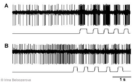 Figure 2. Examples of activity of two neurons in the motor cortex