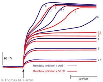 Figure 2. Intrinsic voltage-dependent conductances