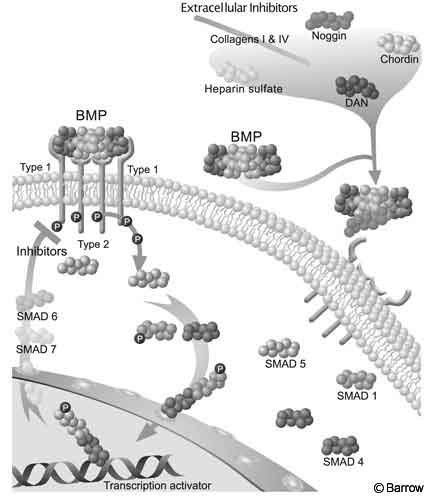Figure 2. Schematic diagram of bone morphogenetic protein(BMP) receptor and second-messenger systems