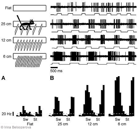 Figure 3. (A) Barrier arrangement and corresponding (B and C) neronal activity