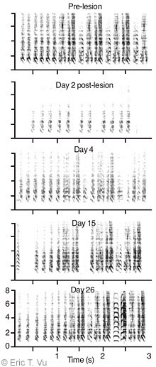 Figure 3. Birdsong impairment observed after complete removal of one Uva