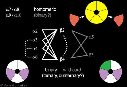 Figure 3. Schematic diagram indicates some of the rules for nAChR subunit combinations