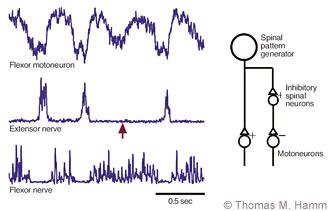 Figure 3. The rhythmic inhibitory synaptic inputs