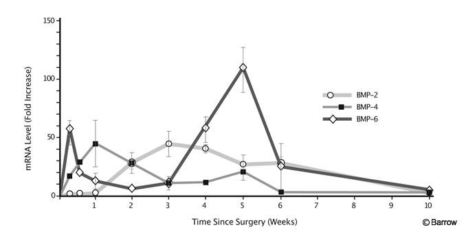 Figure 3. Time course of bone morphogenetic protein expression