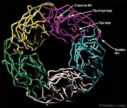 Figure 4. Homology model for assembly of nAChR alpha 7 subunit N-terminal extracellular domains