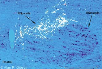 Figue 4. Parasagittal section through cat red nucleus