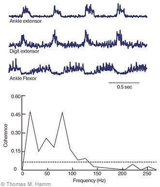 Figure 4. The activity of motoneurons of different muscles