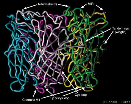 Figure 5. Homology model for assembled, nAChR alpha 7 subunit N-terminal extracellular domains