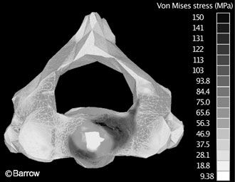 Figure 7. Axial cross section