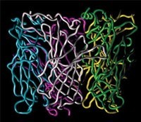 Homology model for assembled, nAChR alpha7 subunit N-terminal extracellular domains as viewed from the side.