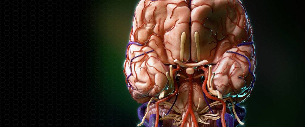 skull base and pituitary gland