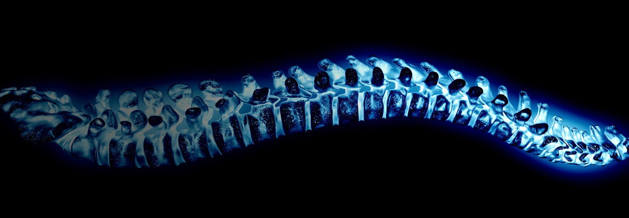 Illustration showing the vertebrae of the human spine