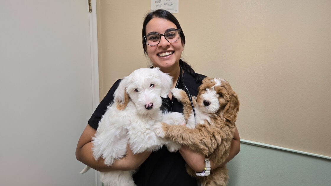 Nisha holds a dog in each arm while posing for a photo inside her veterinary clinic