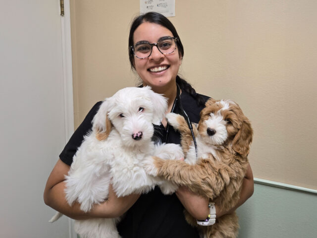 Nisha holds a dog in each arm while posing for a photo inside her veterinary clinic
