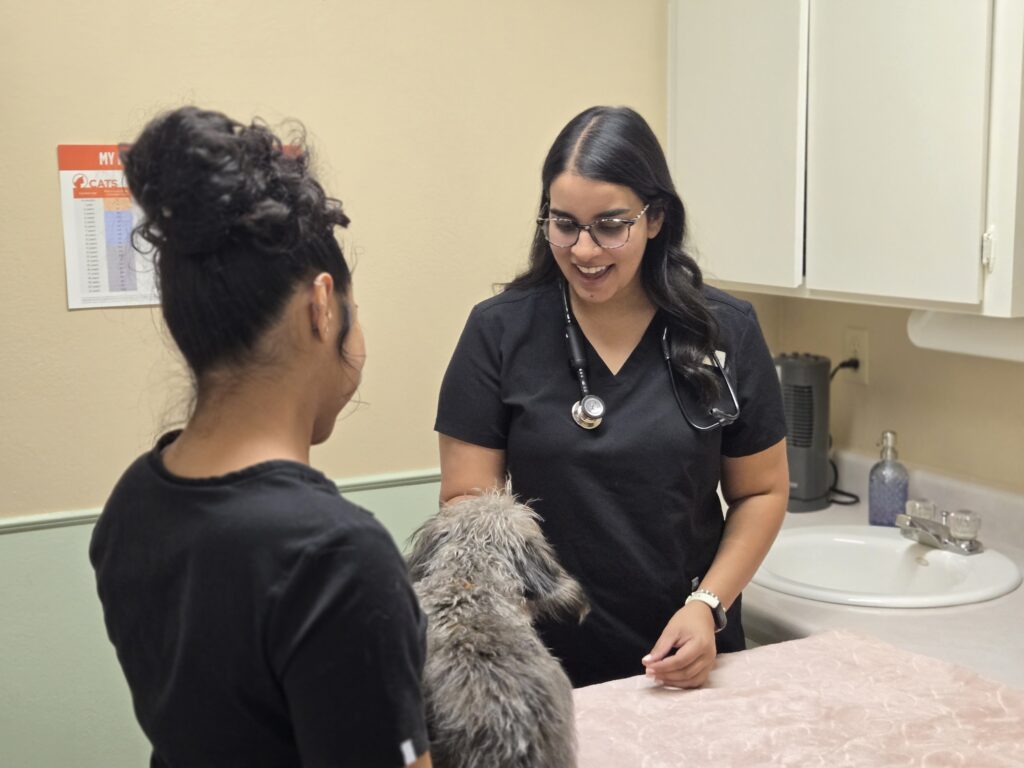 Barrow migraine patient Nisha Parasher examines a dog at her veterinary clinic with a colleague.