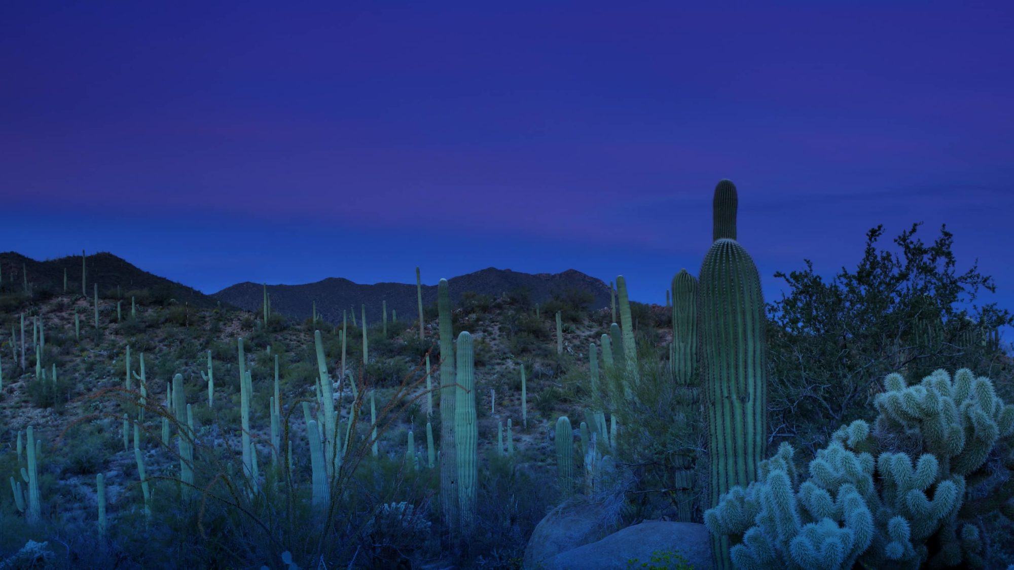 cacti in the desert at night