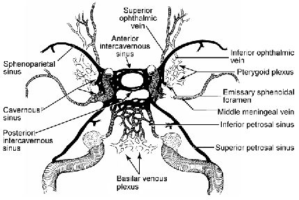 Cavernous sinus: anatomy, location, contents, drainage