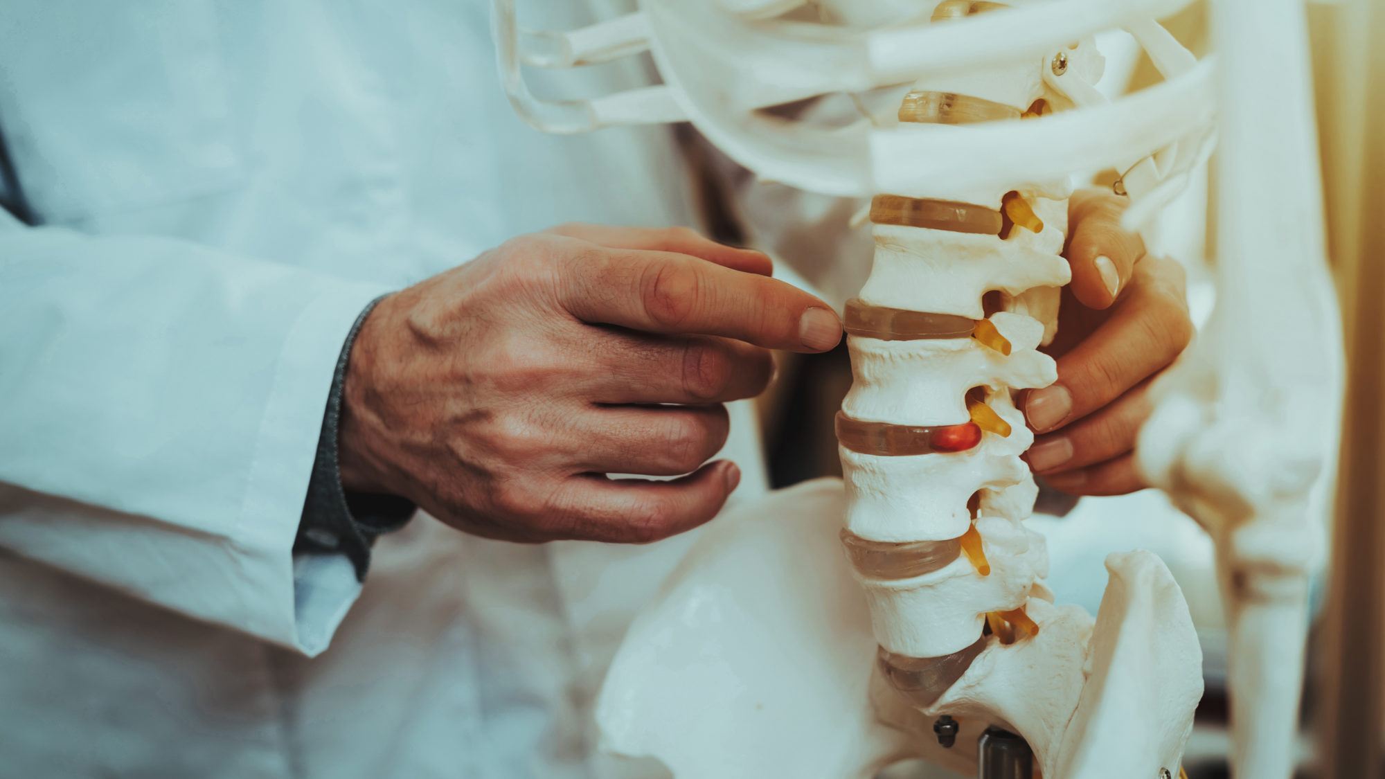 doctor showing vertebrae on skeleton