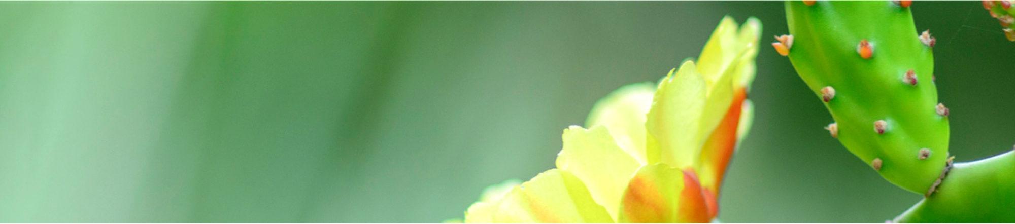 close up of cactus flower