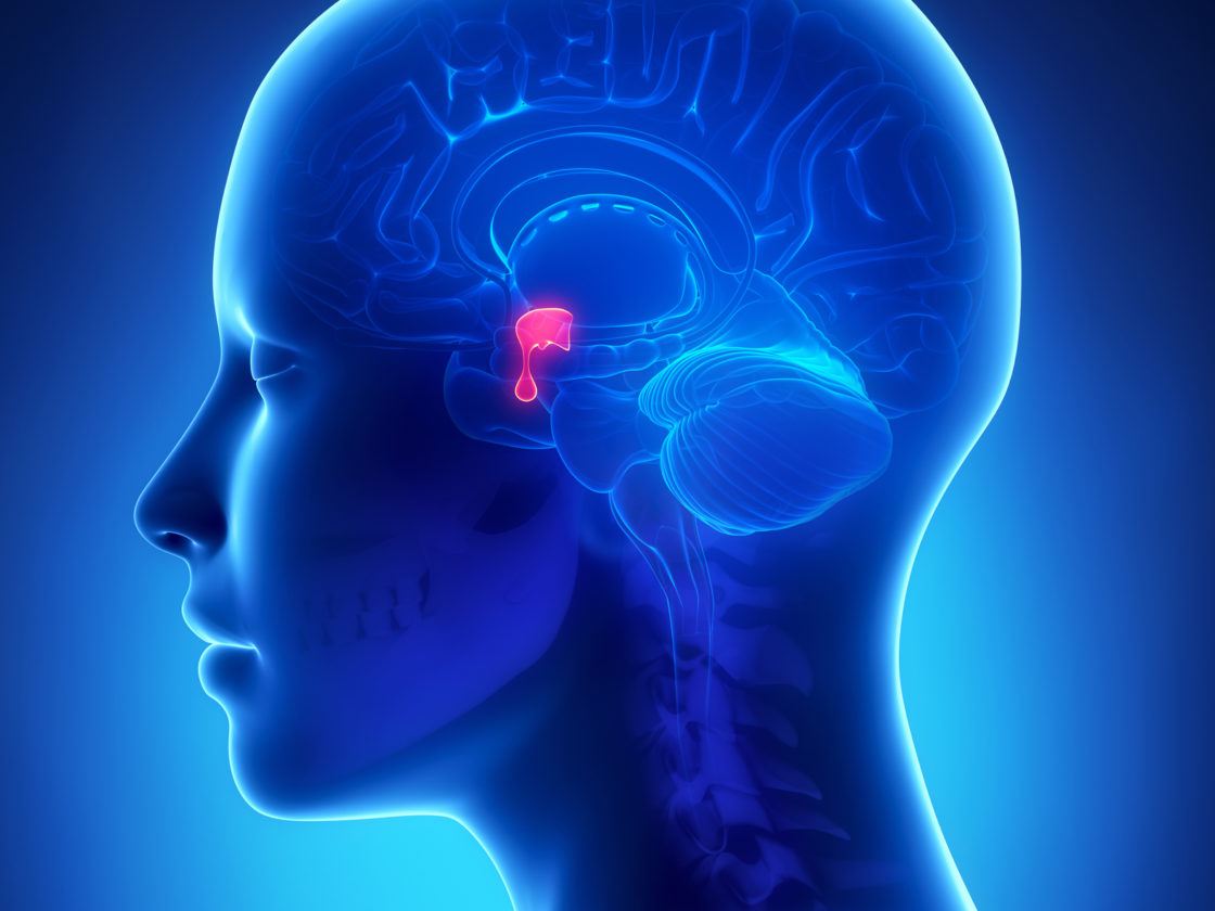 brain anatomy highlighting pituitary gland