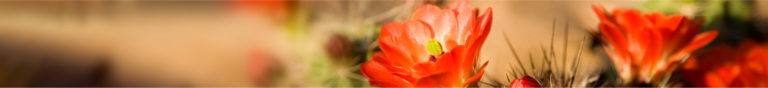 cactus flowers