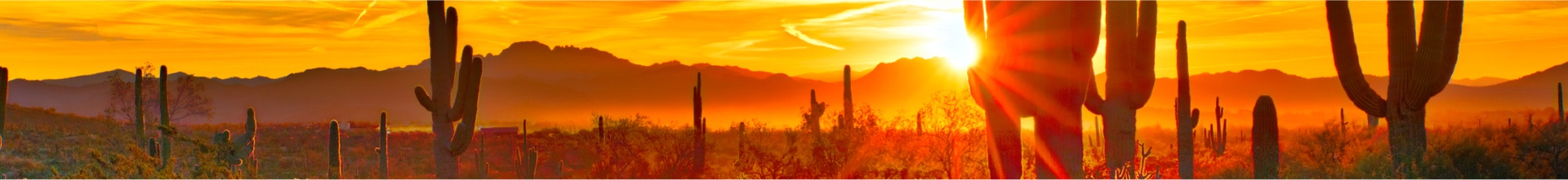desert landscape with cacti