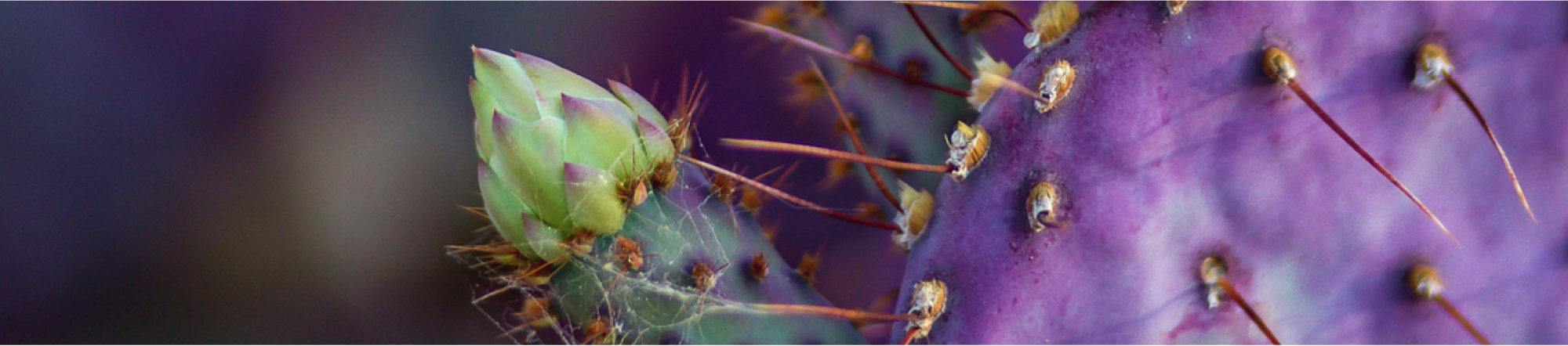 purple cactus close up