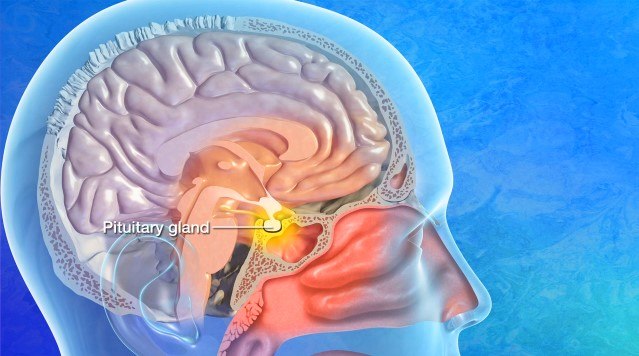illustration of the location of the pituitary gland within the head
