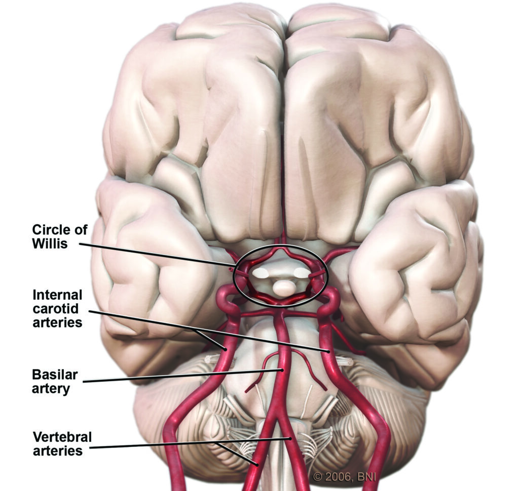 illustration looking up at the base of the brain showing the circle of willis, internal carotid arteries, basilar artery, and vertebral arteries.