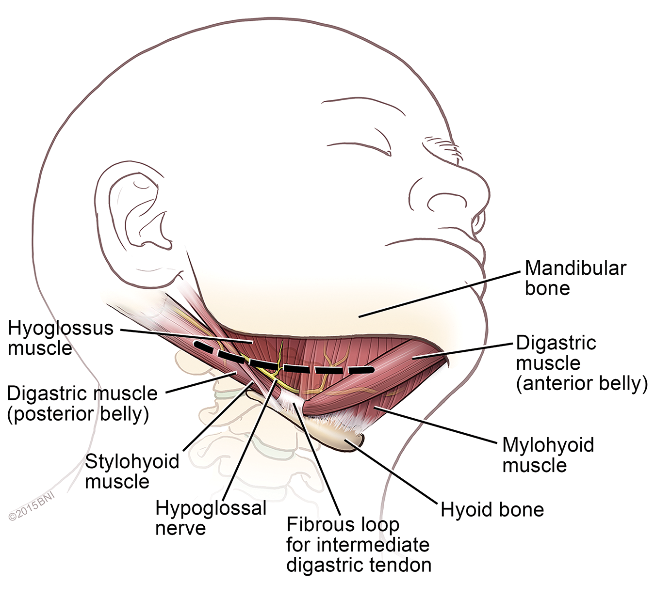 illustration of the course of the hypoglossal nerve as it passes under the chin, innervating the tongue
