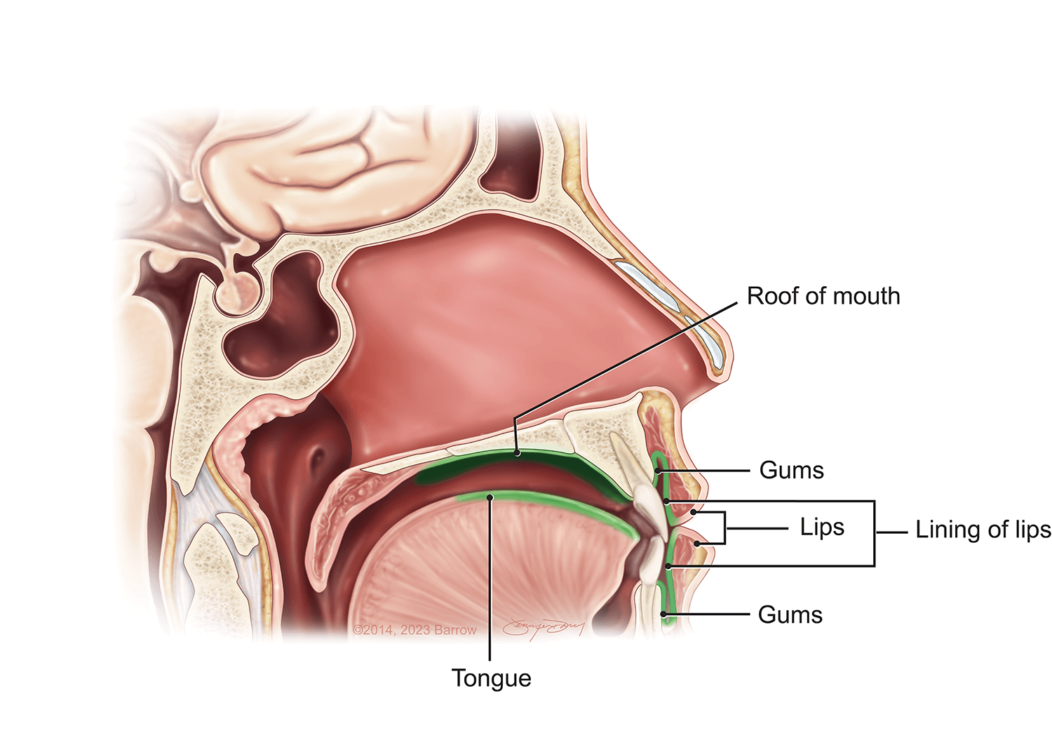 The Mouth and Buccal Cavity - Anatomy of the Human Mouth