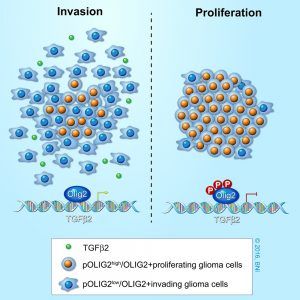 Model of OLIG2 phosphorylation-dependent glioma invasion. Our results suggest that when OLIG2 is phosphorylated at the N-terminus, TGFβ2 expression is suppressed and cells are less invasive. Unphosphorylated OLIG2 triggers expression of TGFβ2, which then associates with TGFβR1/2, resulting in phosphorylation and nuclear localization of SMAD2 and eventual increase in invasion.