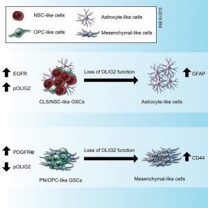 Figure 3. Model of OLIG2-dependent regulation of glioma stem-like cell (GSC) subtype identity. Loss of OLIG2 function in GSCs of classical subtype leads to differentiated astrocyte-like cells while proneural GSCs differentiate into mesenchymal-like cells with high CD44 expression.