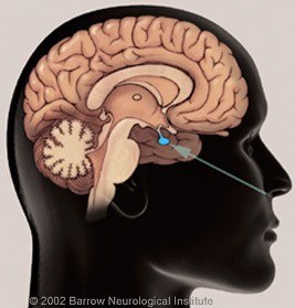Pituitary gland rendering