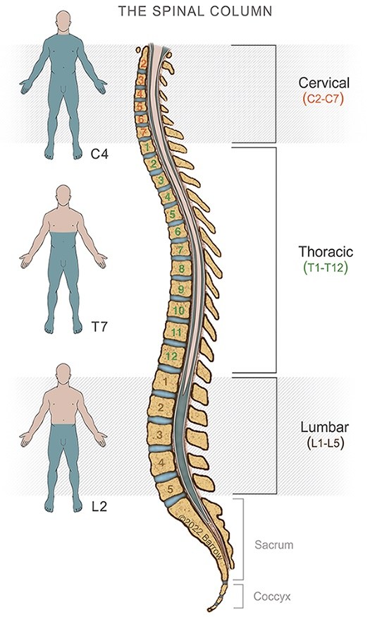 the segments of the spinal column including the cervical, thoracic, and lumbar segments along with the sacrum and coccyx