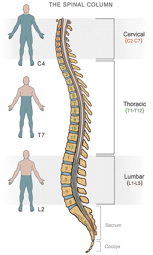 The Thoracic Spine: Anatomy, Function, and Common Injuries - Spine