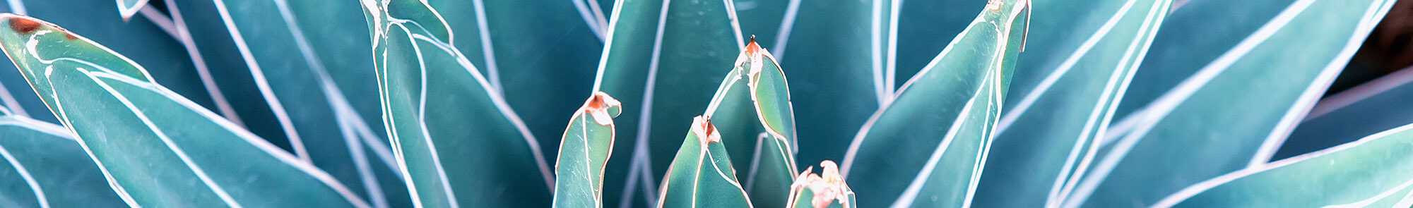 close up photo of a succulent plant in the desert