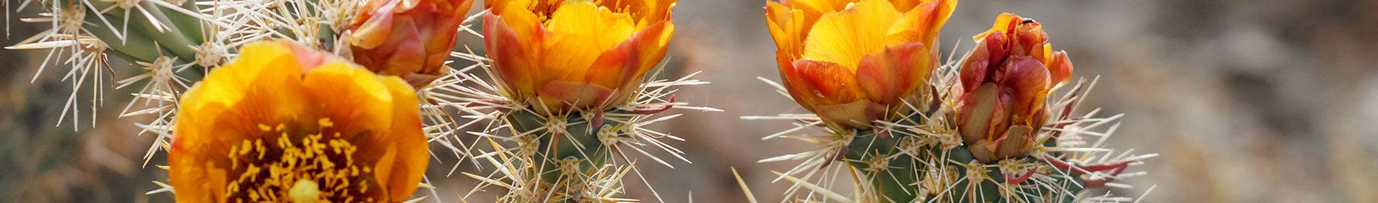 close up photo of cholla cactus flowers in bloom