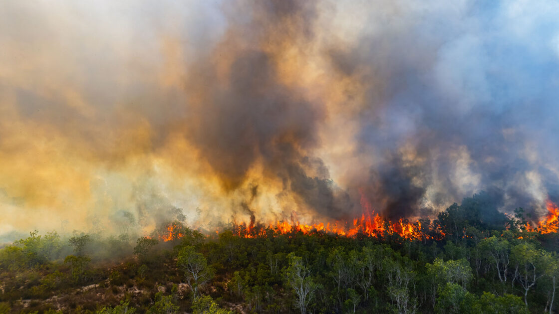 Wildfire burning in a forest