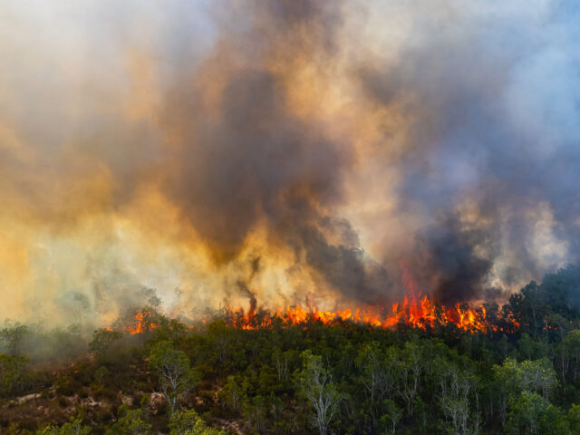 Wildfire burning in a forest